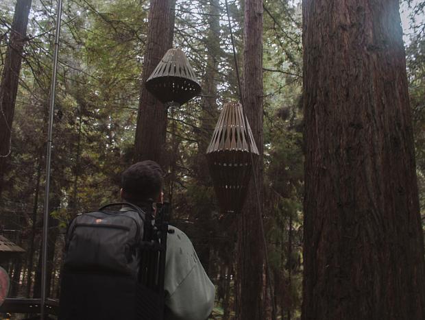 Photo 2 for Redwoods Treewalk