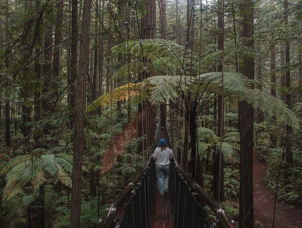 Photo 3 for Redwoods Treewalk