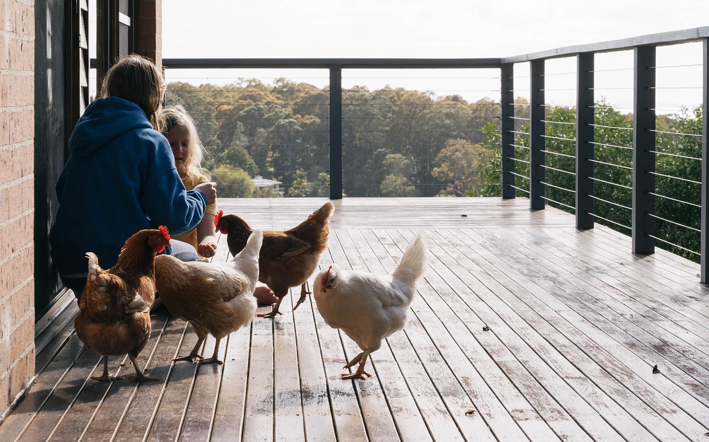 The Chickens Riparide