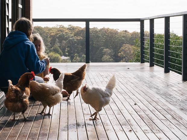 Photo 1 for The Chickens