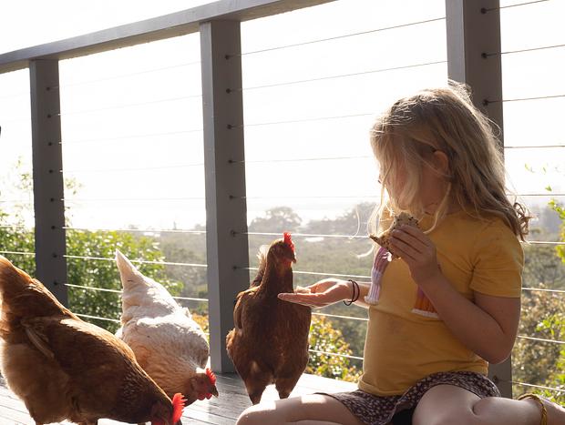 Photo 3 for The Chickens