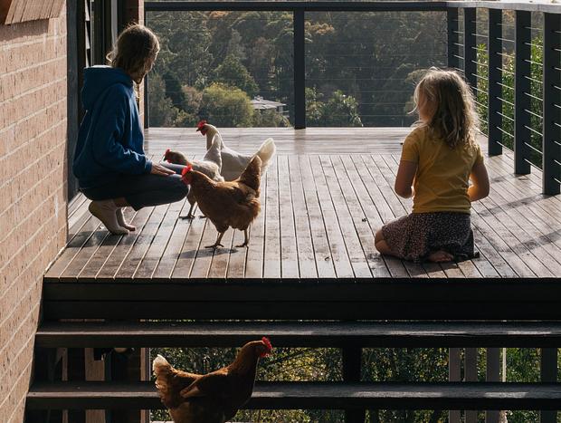 Photo 4 for The Chickens