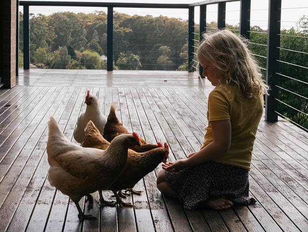 Photo 5 for The Chickens