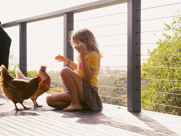 Photo 6 for The Chickens