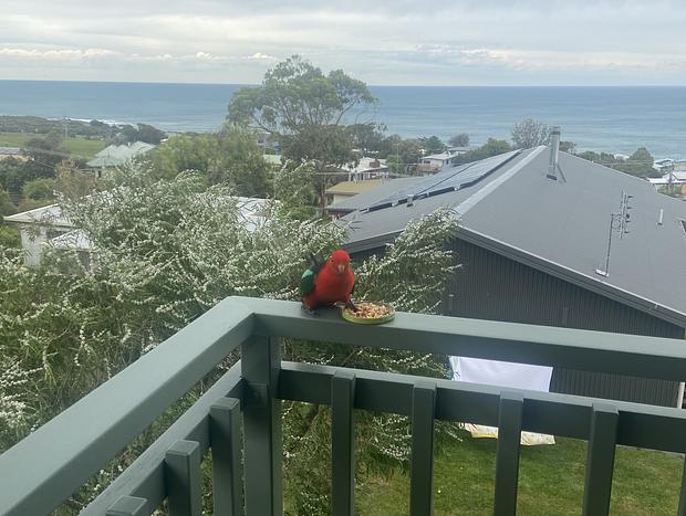 Photo 37 for Vitamin Sea at Skenes Creek - Pets Welcome