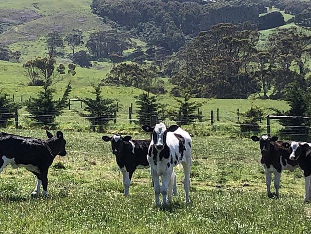 Photo 24 for The Cottage At Kambrook Dairy
