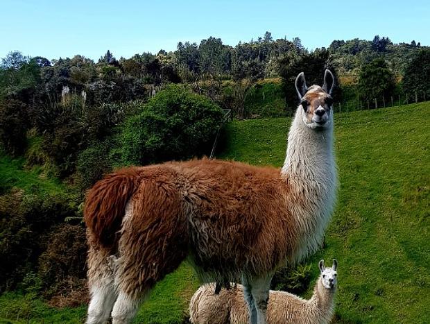 Photo 6 for Cosy Cabin at Wainui Llamas - 10min drive to Ohope Beach
