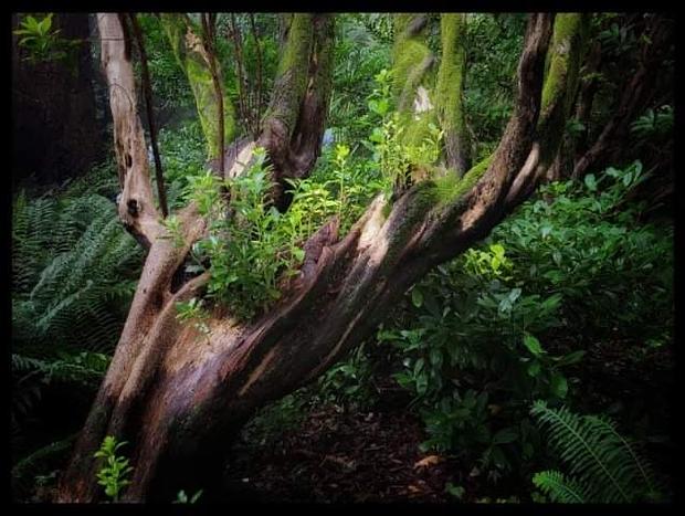 Photo 27 for Banksia Mount Macedon