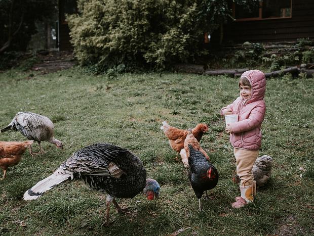 Photo 2 for Feeding the Animals