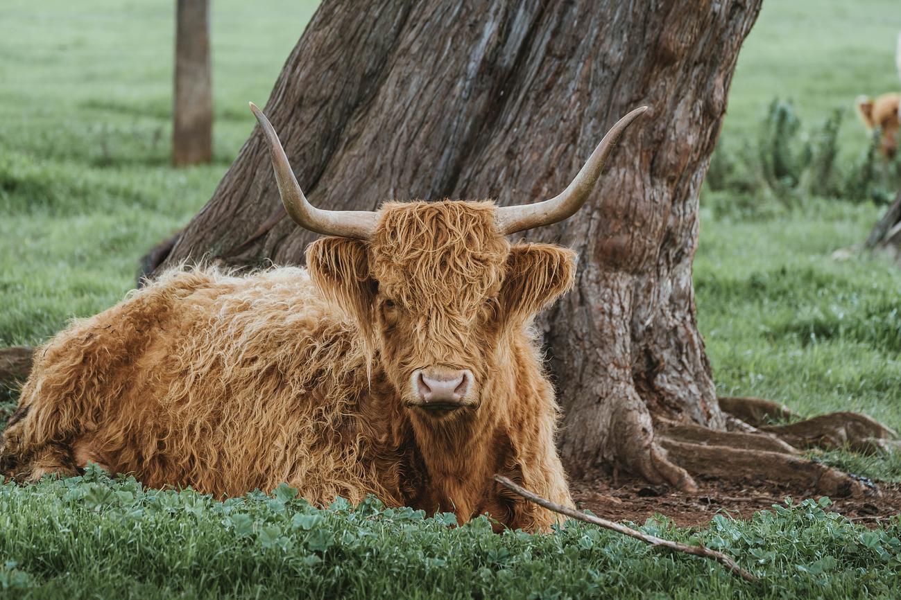 The Shed House Barn for Rent in Phillip Island, Phillip Island, VIC