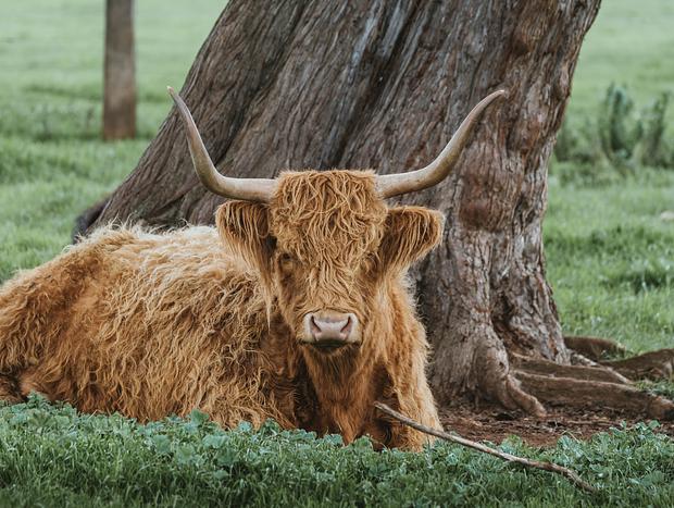 Photo 1 for Highland Cows at Churchill Island
