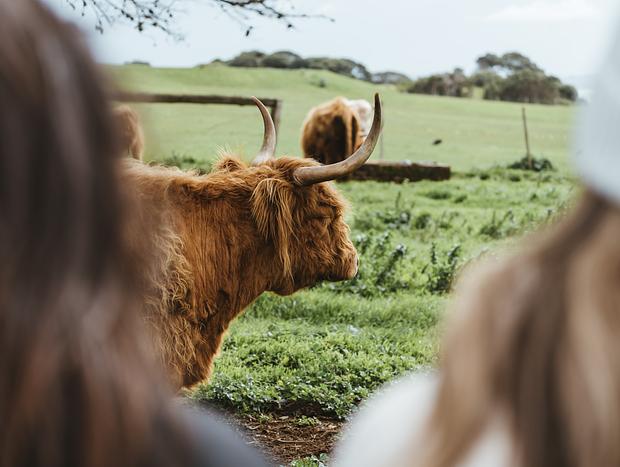 Photo 2 for Highland Cows at Churchill Island