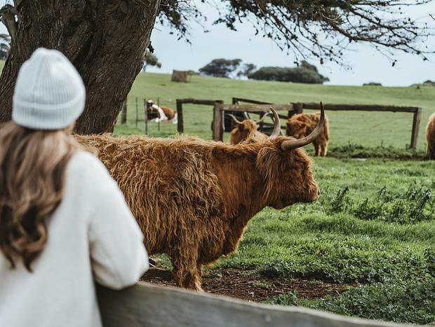 Photo 3 for Highland Cows at Churchill Island