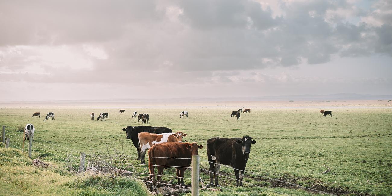 Tea Tree Hill Beach Shack Beach house for Rent in Venus Bay