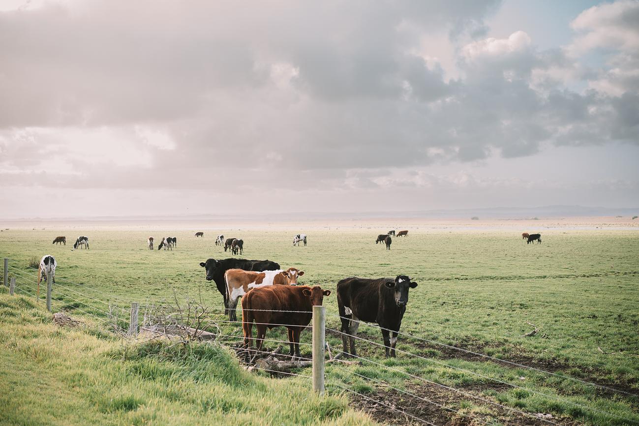 Tea Tree Hill Beach Shack Beach house for Rent in Venus Bay