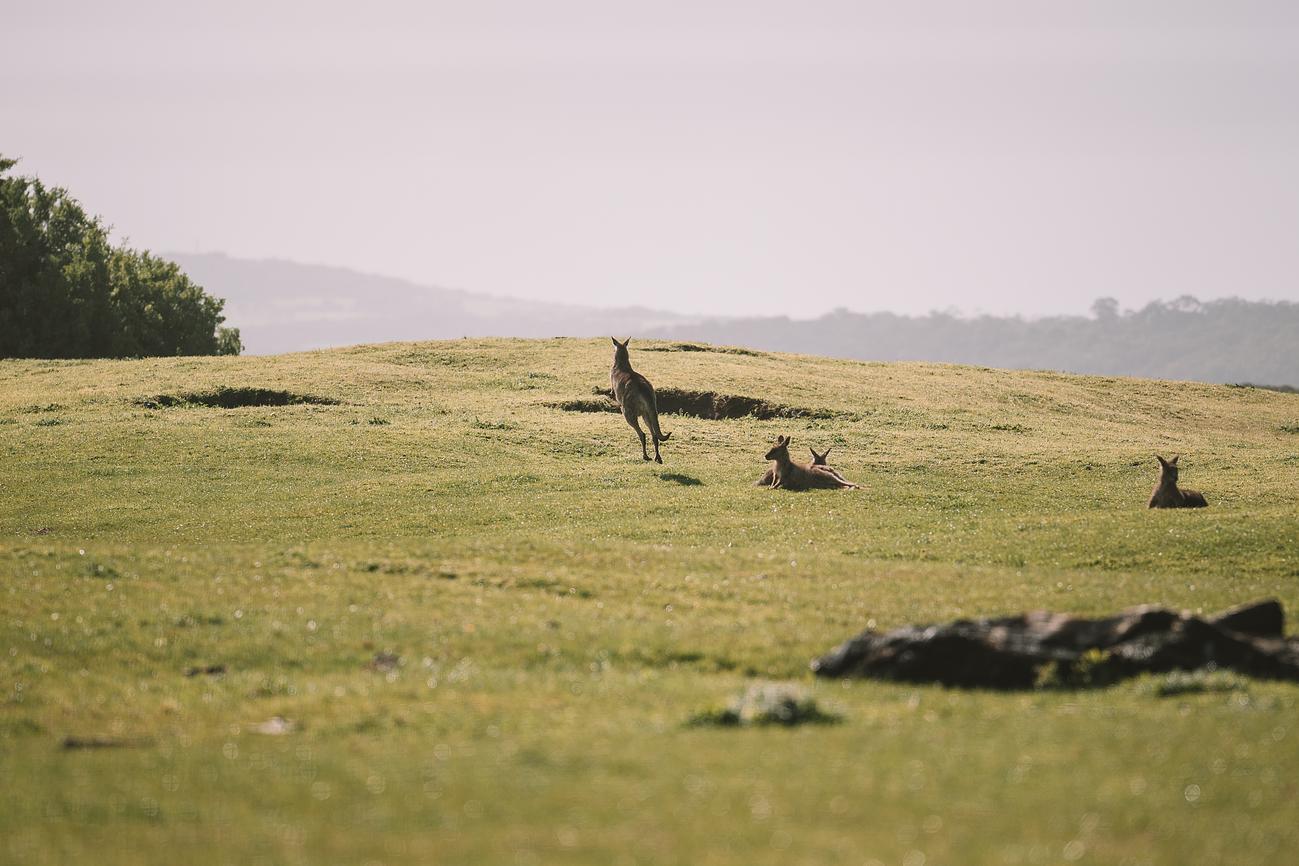 Tea Tree Hill Beach Shack Beach house for Rent in Venus Bay