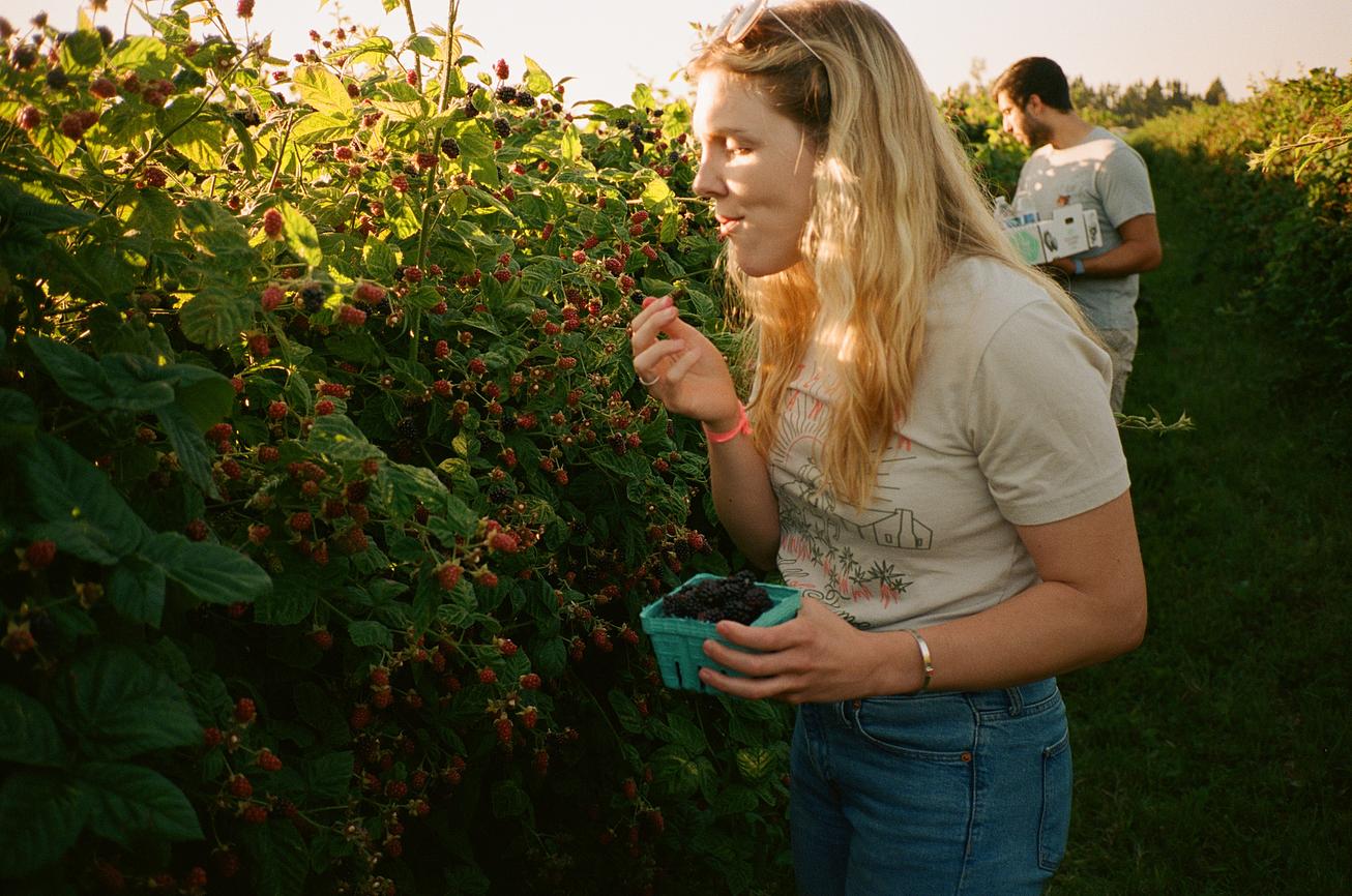 Go Berry Picking on Sauvie Island Riparide