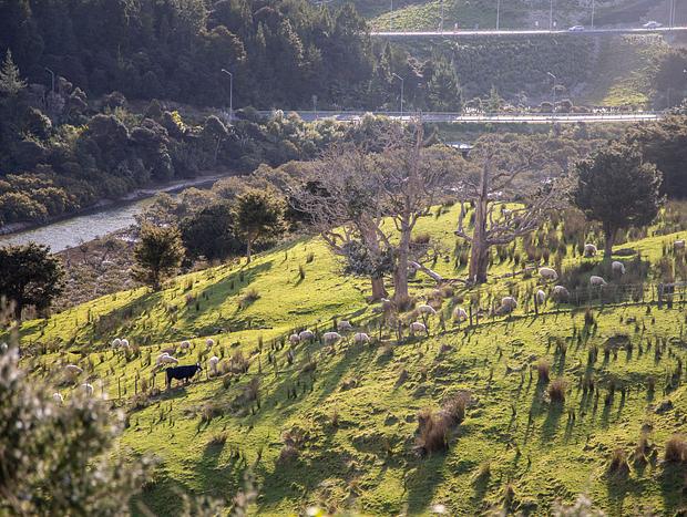 Photo 17 for The Perfect Puhoi Escape