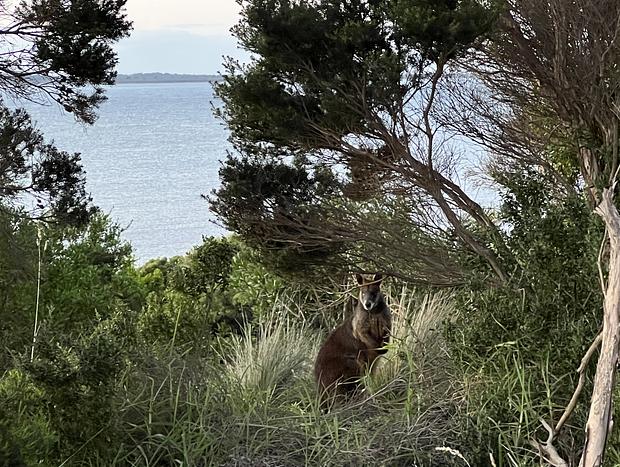Photo 23 for Rugged coastal escape - water views, nature walks, walk to beach