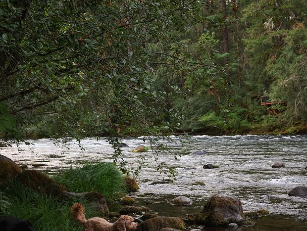 Photo 15 for Peaceful Stay on the McKenzie River
