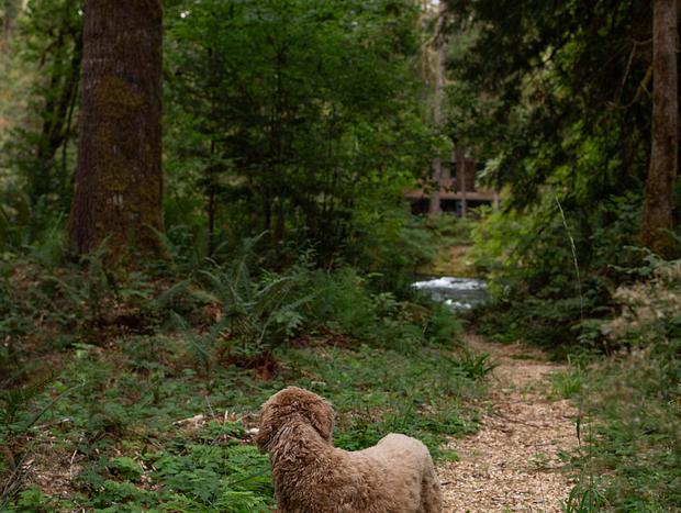 Photo 16 for Peaceful Stay on the McKenzie River