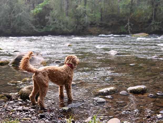 Photo 2 for Exploring the McKenzie River