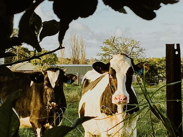 Photo 22 for Farm HAUS stay @ iconic Milk HAUS
