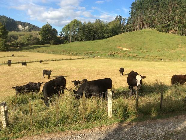 Photo 26 for Stunning Country Views Of Tranquil Paradise