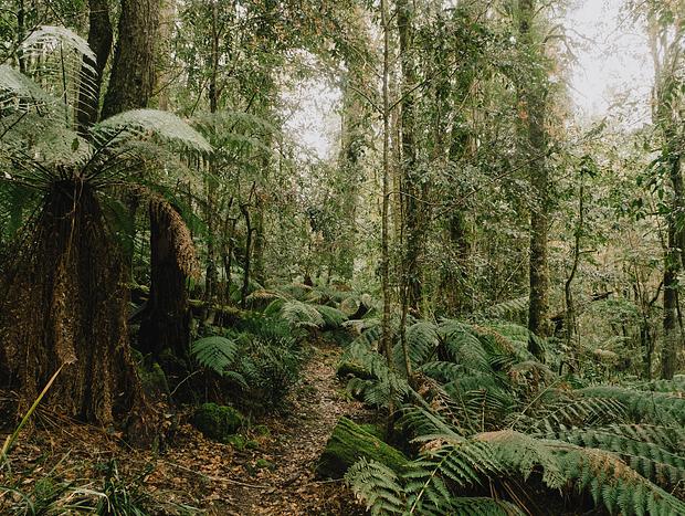 Photo 2 for Barrington Tops National Park