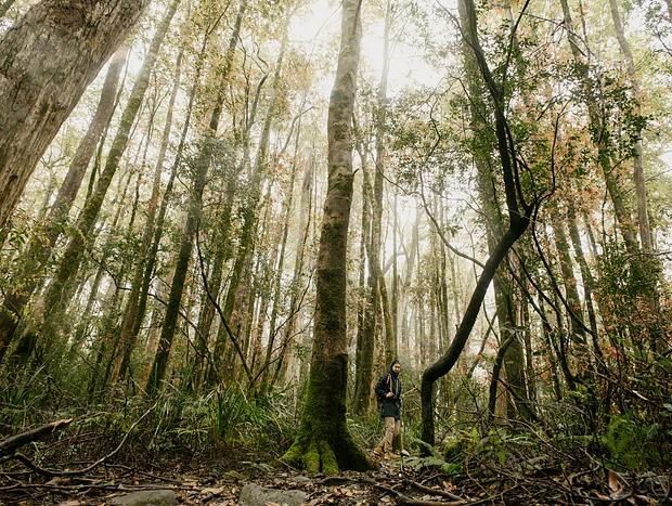 Photo 4 for Barrington Tops National Park