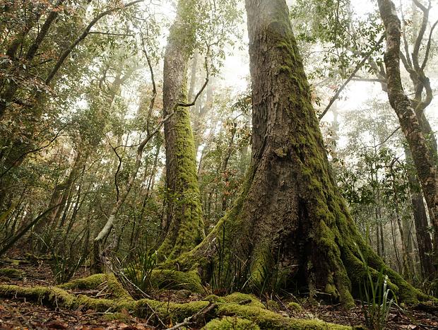 Photo 1 for Barrington Tops National Park