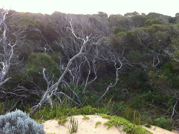 Photo 30 for Paradise On The Boulevard - 90 Mile Beach Holiday Home
