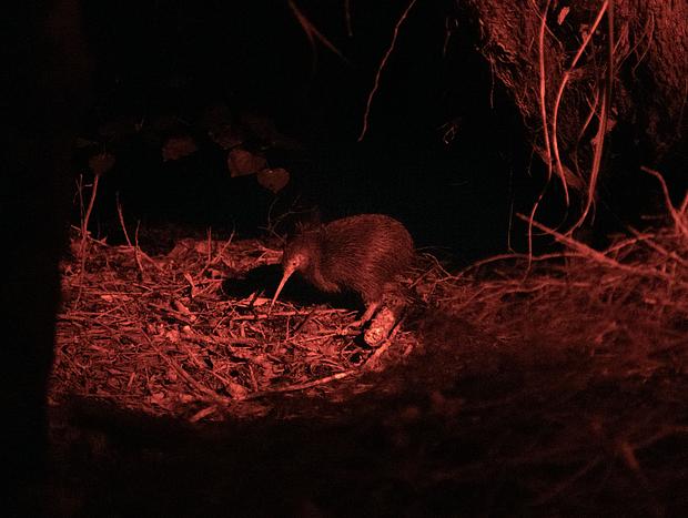 Photo 1 for Wild Kiwi Spotting at Tawharanui