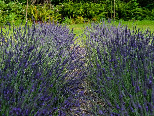Photo 14 for Angels Rest B&B and Lavender Farm on the Washougal River