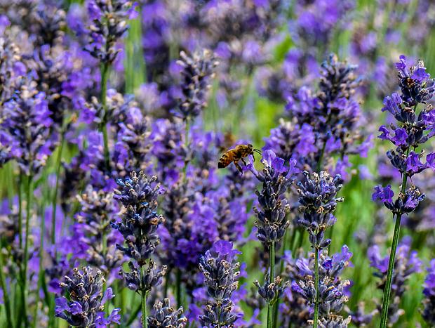 Photo 15 for Angels Rest B&B and Lavender Farm on the Washougal River