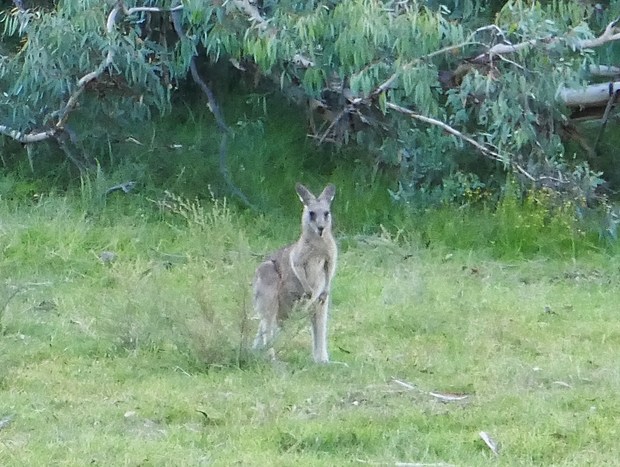 Photo 16 for Wallabies Rest