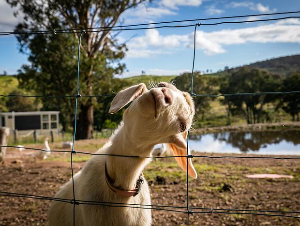 Photo 12 for Tiny House Farmstay at Dreams Alpaca Farm - A Windeyer Outback Experience