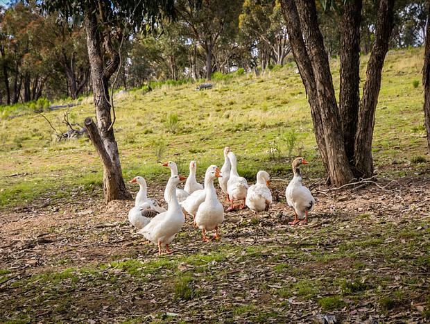 Photo 14 for Tiny House Farmstay at Dreams Alpaca Farm - A Windeyer Outback Experience