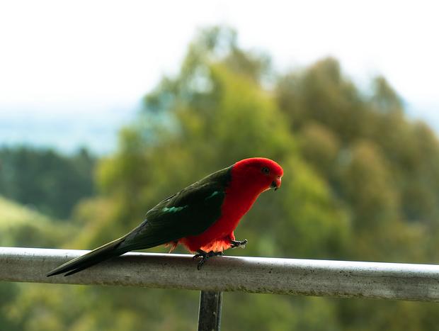 Photo 22 for A peaceful getaway in the heart of West Gippsland