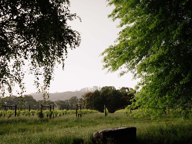 Photo 10 for Luxury vineyard log cabin in Yarra Valley foothills