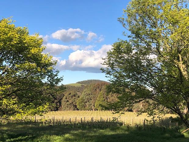 Photo 6 for Macedon Ranges Vineyard Cottage