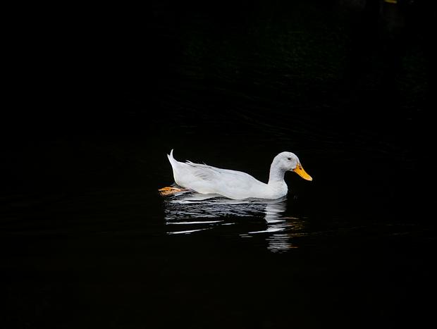 Photo 4 for Te Koutu Lake (aka Lake Te Koo Utu)