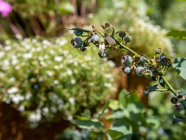 Photo 4 for Monavale Organic Blueberries