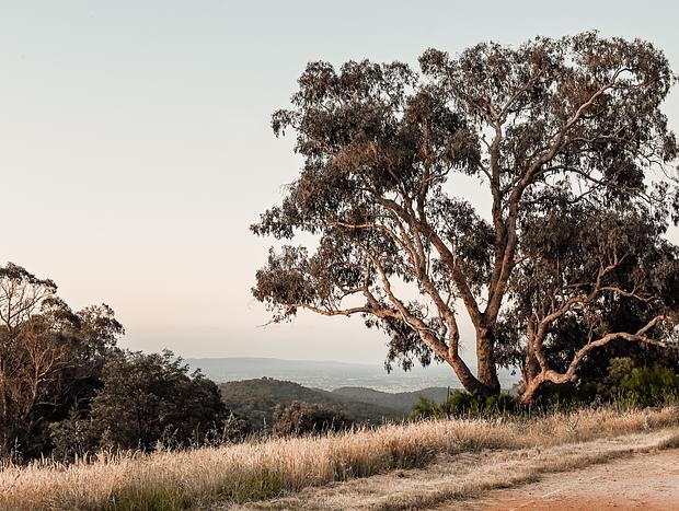 Photo 22 for King Valley Dreaming