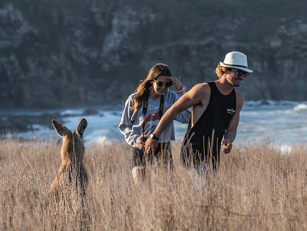 Photo 3 for Kangaroos on a headland