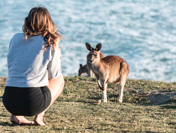 Photo 5 for Kangaroos on a headland