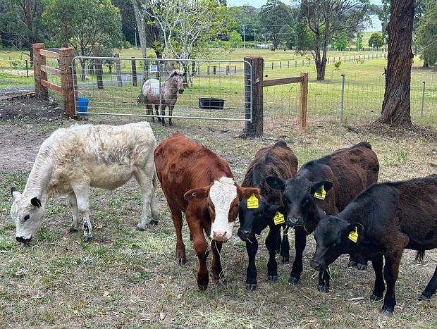 Photo 59 for Wallis Lake Farm Stay. 15 Mins from Boomerang Beach