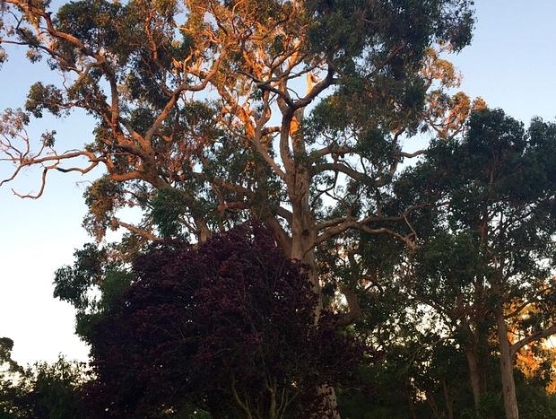 Photo 15 for Panoramic Otway Views Farm