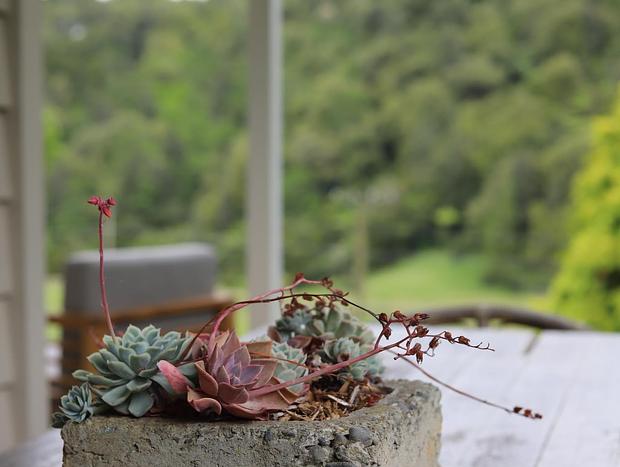 Photo 9 for Tui Ridge Homestay