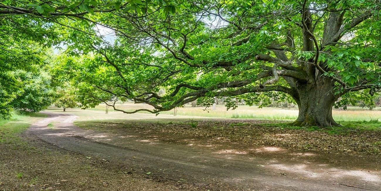 Hiraeth Farm 'Strathbogie' Nature Haven (house & camping available